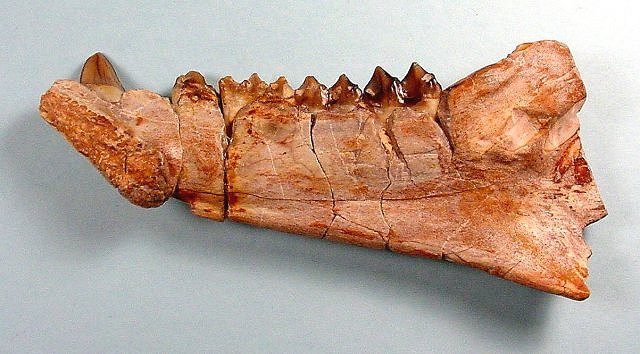 Mammal Fossil Jaw With Teeth Of Extinct Oreodont, Also Called Ruminating Pigs As They Are Distantly Related To Pigs And Hippos, Species Unknown