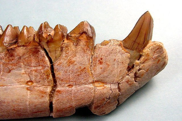 Mammal Fossil Jaw With Teeth Of Extinct Oreodont, Also Called Ruminating Pigs As They Are Distantly Related To Pigs And Hippos, Species Unknown