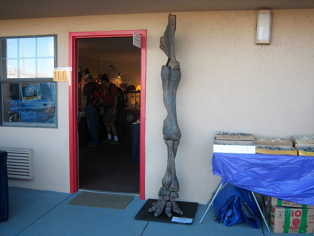 Mammal Fossil Mammoth Leg From Alaska, The Leg Is More Than 8 Feet In Length