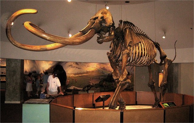 Mammal Fossil Mammoth Skeleton, La Brea Tar Pits, Los Angeles, California, George C. Page Museum, Los Angeles