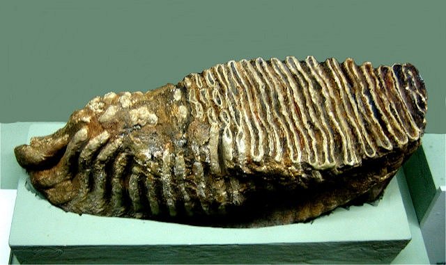 Mammal Fossil Mammoth Tooth, Jefferson's Mammoth Cass County, Michigan