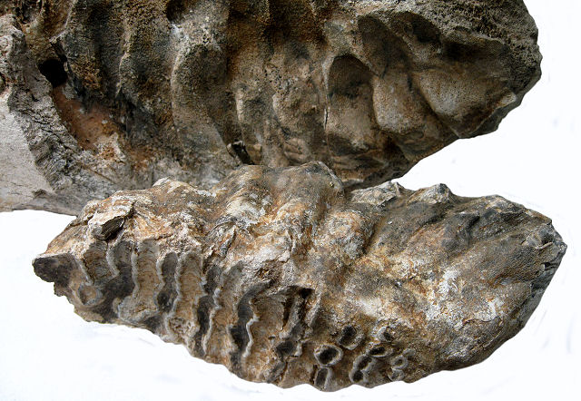 Mammal Fossil Mammoth Tooth, Mammuthus (Pleistocene) Bowie, Cochise County, Arizona