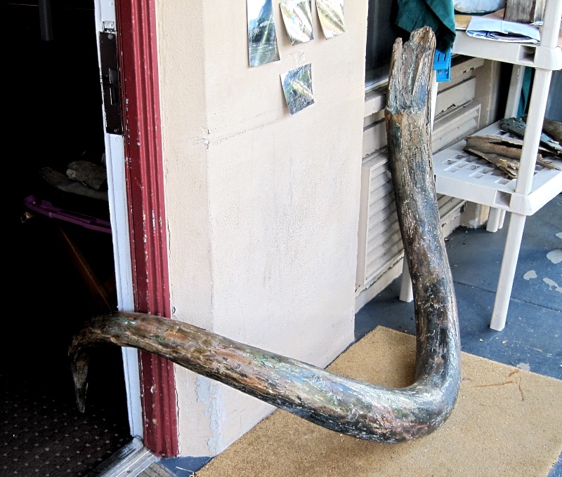 Mammal Fossil Mammoth Tusk From Alaska