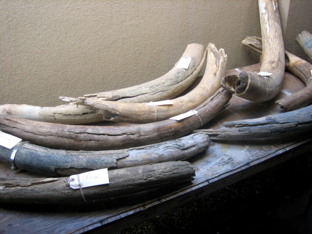 Mammal Fossil Mammoth Tusks, The One In The Fore Ground Weighs 18 Lbs