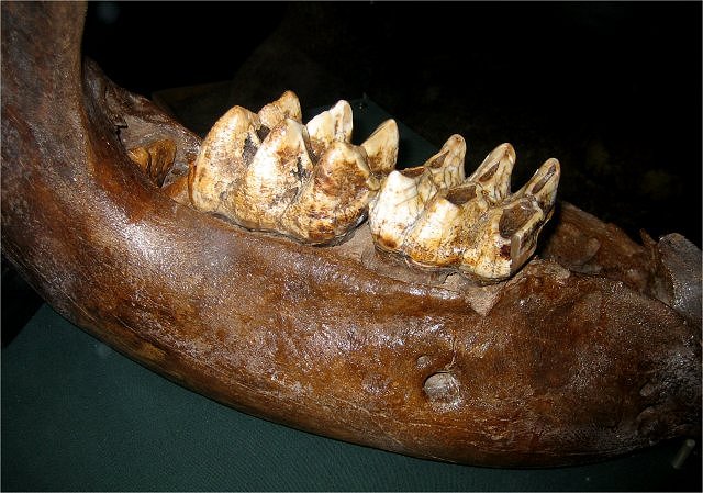 Mammal Fossil Mastodon Lower Jaw, Cranbrook Institute Of Science, Bloomfield Hills, Michigan