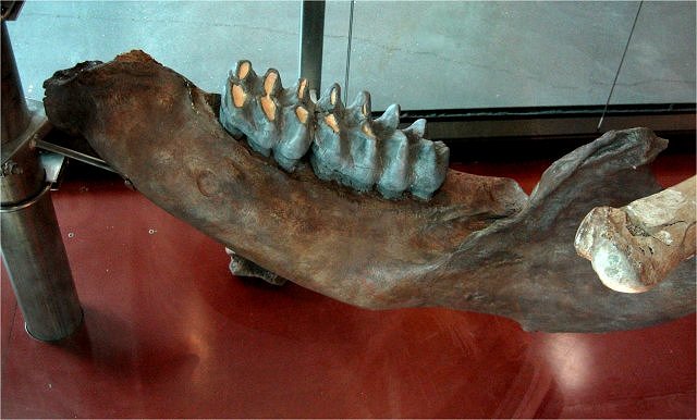 Mammal Fossil Mastodon Lower Jaw, Cranbrook Institute Of Science, Bloomfield Hills, Michigan