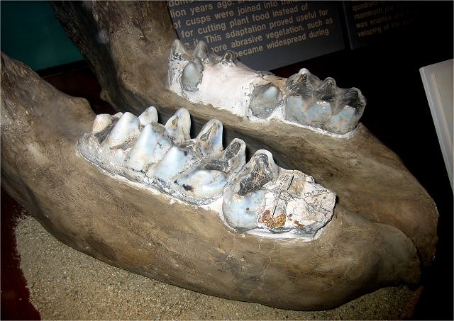 Mammal Fossil Mastodon Lower Jaw, Natural History Museum, 900 Exposition Blvd, Los Angeles, California