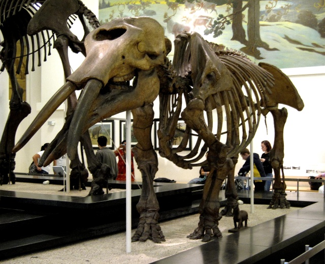 Mammal Fossil Mastodon Skeleton New York Museum Of Natural History