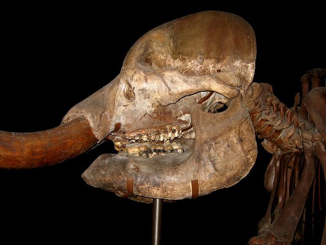 Mammal Fossil Mastodon Skull, Exhibit Museum Of Natural History University Of Michigan, Ann Arbor Michigan