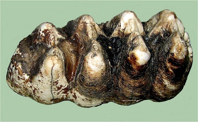 Mammal Fossil Mastodon Tooth, Mammut Americanum, South Lyon, Michigan