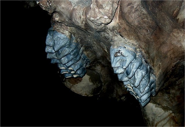 Mammal Fossil Mastodon Upper Jaw,Cranbrook Institute Of Science, Bloomfield Hills, Michigan