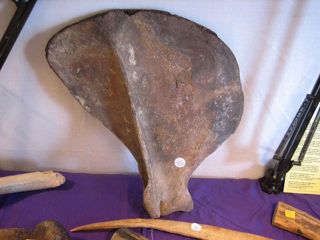 Mammal Fossil Of Walrus Shoulder Blade, Exhibit Museum Of Natural History Ann Arbor Michigan