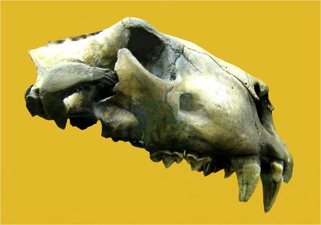 Mammal Fossil Of American Lion Skull, La Brea Tar Pits, Los Angeles, California