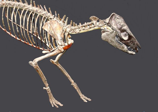Mammal Fossil Of Dawn Horse, Hyracotherium, Early Eocene-55 Million Years Willwood Formation, Central Wyoming