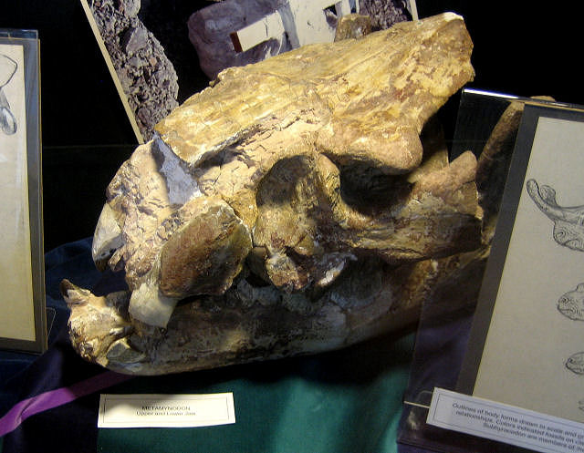 Mammal Fossil Of Metamynodon, Skull Of An Early Rhinoceros