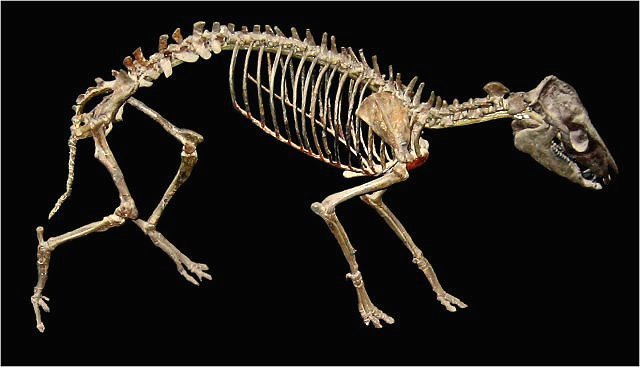 Mammal Fossil Of A Dawn Horse, Hyracotherium, Early Eocene, 55 Million Years Willwood Formation, Central Wyoming