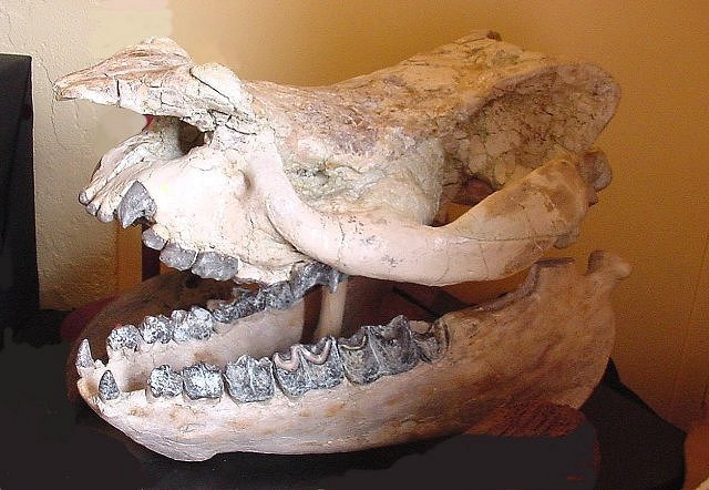 Mammal Fossil Of A Titanothere Teeth In Jaw, Species Unknown, International Fossil Co