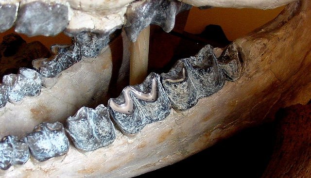 Mammal Fossil Of A Titanothere Teeth, Species Unknown, International Fossil Co