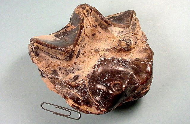 Mammal Fossil Of A Titanothere Tooth, Species Unknown