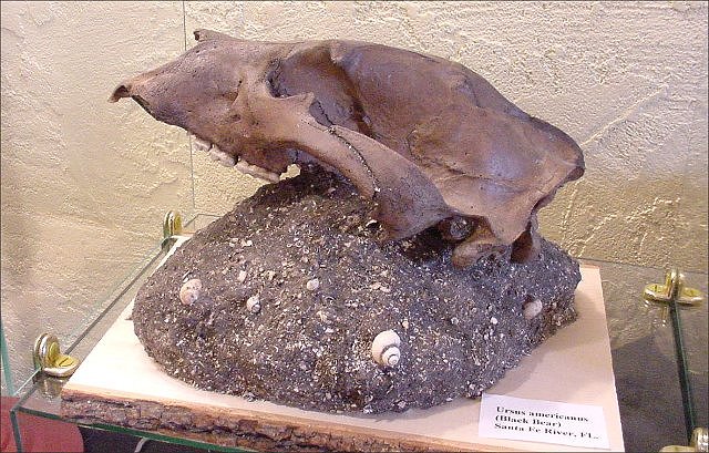 Mammal Fossil Of Bear Skull, Ursa Americans, Pleistocene, Florida