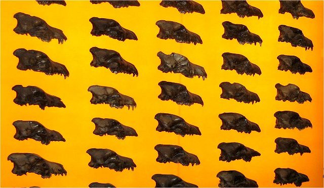 Mammal Fossil Of Extinct Dire Wolf Skeleton, Aneoncyon Iris, Sizes Averaged From 130 To 200 Pounds,From The La Brea Tar Pits, George C Page Museum, Los Angeles, Ca