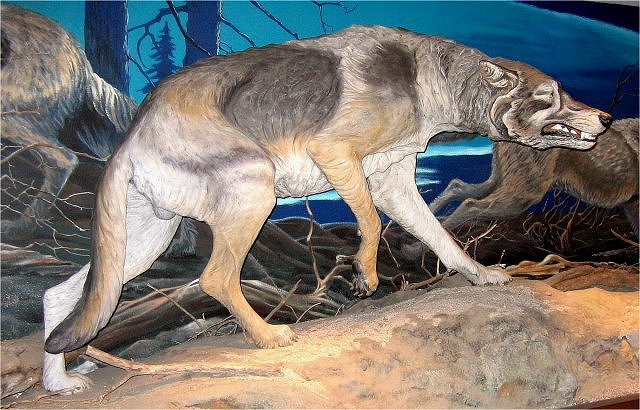 Mammal Fossil Of Extinct Dire Wolf Skeleton, Aneoncyon Iris, Sizes Averaged From 130 To 200 Pounds,From The La Brea Tar Pits, George C Page Museum, Los Angeles, Ca