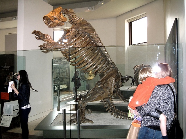 Mammal Fossil Of Giant Ground Sloth Skeleton, Museum Of Natural History, Ny