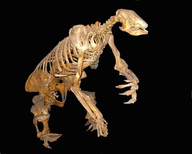 Mammal Fossil Of Giant Ground Sloth Skeleton, San Josecito Cave, Nuevo Leon, Mexico, Natural History Museum, Los Angeles Ca