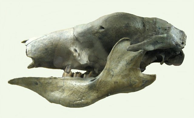 Mammal Fossil Of Giant Ground Sloth Skull, Nothrotheriops Shastensis, Shasta Ground Sloth On Display At George C. Page Museum, Los Angeles