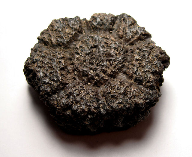 Mammal Fossil Of Glyptodont, Carapace Fragments, Florida, Pleistocene