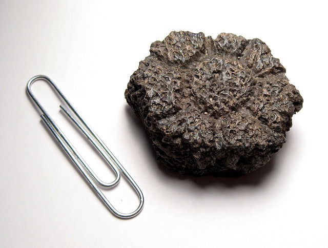 Mammal Fossil Of Glyptodont, Carapace Fragments, Florida, Pleistocene