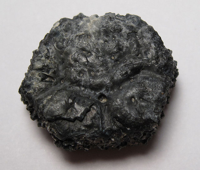 Mammal Fossil Of Glyptodont, Carapace Fragments, Closer View Florida, Pleistocene
