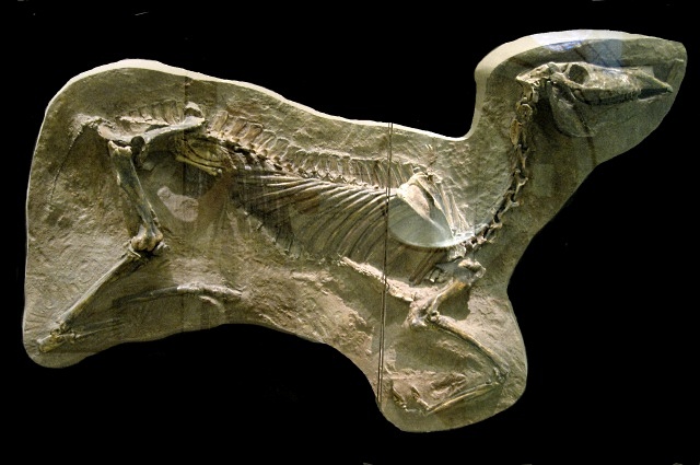 Mammal Fossil Of Horse Skeleton, Protohippus Simus, Natural History Museum, New York