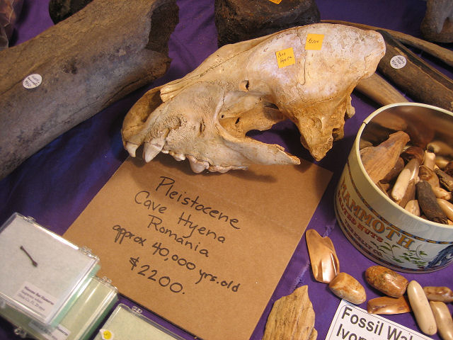 Mammal Fossil Of Hyena Skull, Pleistocene, Romania Exhibit Museum Of Natural History Ann Arbor Michigan