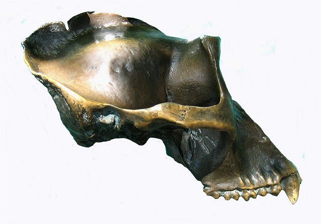 Mammal Fossil Of Modern Gorilla Skull, San Diego Zoo