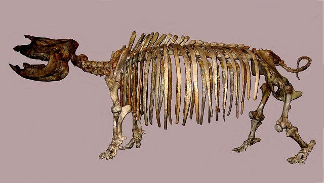 Mammal Fossil Of Rhinoceros Skeleton Teleoceras A Short-Legged Rhinoceras Late Miocene, 8 Million Years Ogallala Group, Colorado