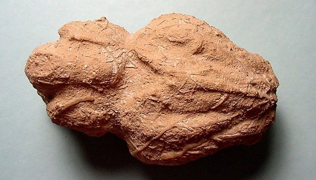 Mammal Fossil Oreodont Brain Cast Even The Pattern Of Blood Vessels Is Preserved, Oredonts Are Distantly Related To Pigs And Hippos