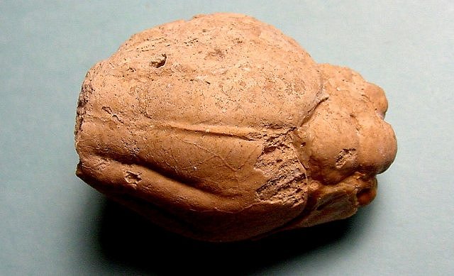 Mammal Fossil Oreodont Brain Cast Even The Pattern Of Blood Vessels Is Preserved, Oredonts Are Distantly Related To Pigs And Hippos