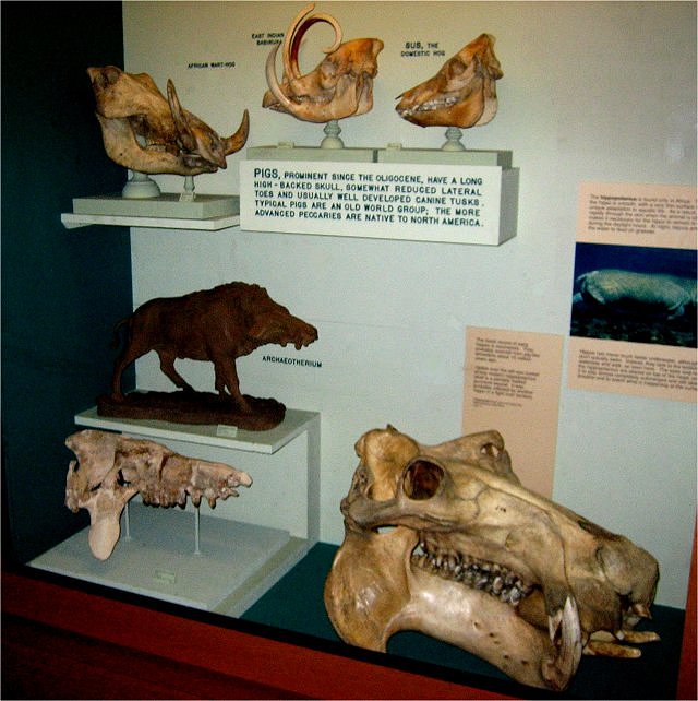 Mammal Fossil Pig Skulls, Exhibit Museum Of Natural History University Of Michigan, Ann Arbor Michigan