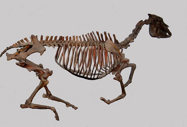 Mammal Fossil Skeleton Of Equus Simplicidens, An Early Advanced Horse Pliocene, 2.2 Million Years Glenns Ferry Formation, Idaho