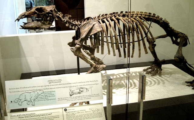 Mammal Fossil Skeleton Of Desmotylians, An Extinct Animal From Late Oligocene To Miocene, Most Likely Related To Elephants And Seacows