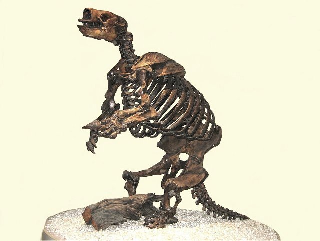 Mammal Fossil Skeleton Of Giant Ground Sloth, On Display At George C. Page Museum, Los Angeles