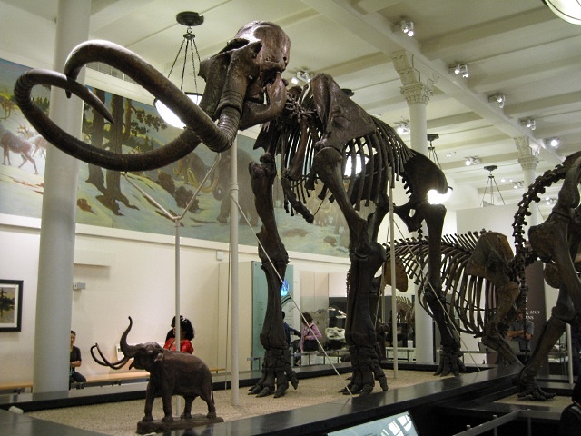 Mammal Fossil Skeleton Of Mammoth, Museum Of Natural History, New York
