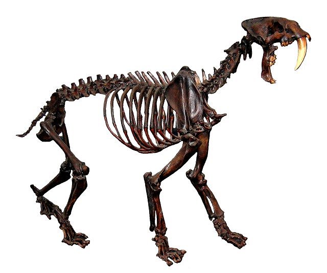 Mammal Fossil Skeleton Of Saber Tooth Cat, Species Unknown, Natural History Museum Los Angeles Ca