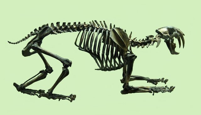 Mammal Fossil Skull Of Sabertooth Cat, La Brea Tar Pits, George C Page Museum
