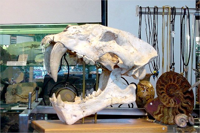 Mammal Fossil Skull Of Saber Tooth Cat, Species Unknown, Wonders Of The World Fossils