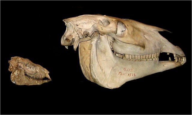 Mammal Fossil Skulls Of Horses, Exhibit Museum Of Natural History University Of Michigan, Ann Arbor Michigan