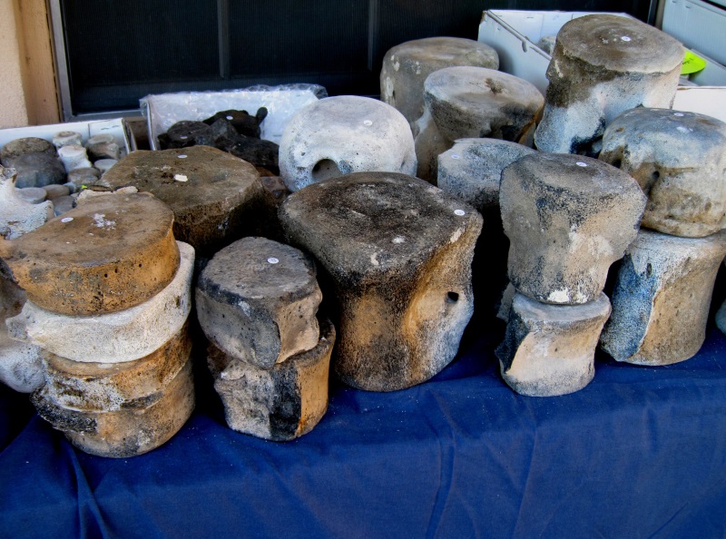 Mammal Fossil Whale Vertebrae, Tucson Gem And Mineral Show