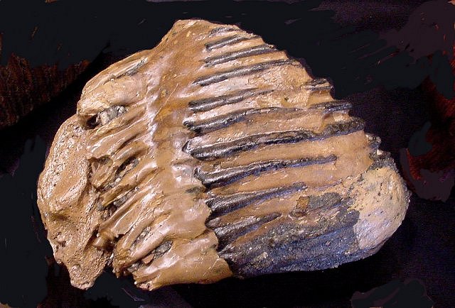 Mammal Fossils Of Wooly Mammoth Tooth, International’s Fossil Co