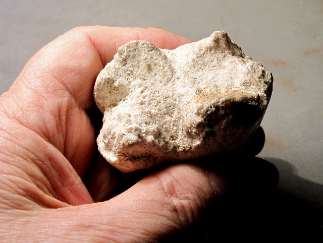 Mammal Mastodon Baby Tooth, Specimen Was Found In A Wash In The Sierra Vista, Arizona Area